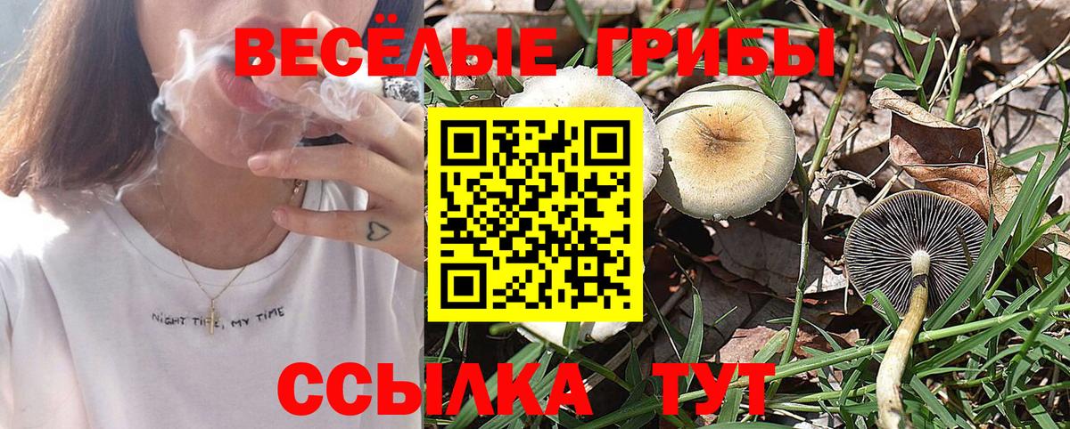 Псилоцибиновые грибы Psilocybe Моздок